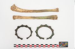 Foto von Bronzebuckelamreif (NHMW-PRAE-023937)